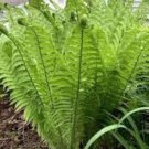 Struthiopteris Fiddlehead Wildflower Matteuccia Transplant 3 Bare Root Indoor Outdoor Garden
