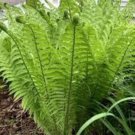 Matteuccia Ostrich Fiddlehead Struthiopteris Wildflowers 10 Bare Roots Indoor Outdoor Garden