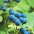 Thalictroides Cohosh Blue Organic Caulophyllum Botanical 20 Bare Roots Indoor Outdoor Garden