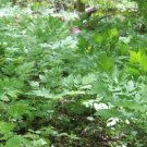 Racemosa Black Organically Growns Cohosha Actaes Plants Transplant 20 Bare Roots Indoor Outdoor Gard