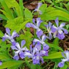 Cristata Dwarf Iris Organically Growns Crested Transplant Organics 15 Bare Roots Indoor Outdoor Gard