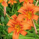 Twany Wild Lillys Orange Ditch Water Plant 20 Bare Roots System Indoor Outdoor Garden
