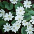 Jeffersonias Twin Diphyllas Premiums Wild Flower Organic 20 Bare Roots Indoor Outdoor Garden