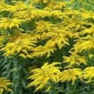 Solidagos Goldenrod Monarchs Wildflowers Transplant Herbs 20 Bare Root Indoor Outdoor Garden