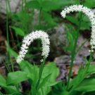 Luteum Unicorn Organically Growns False Chamaelirium Organic Plants 5 Bare Roots Indoor Outdoor Gard
