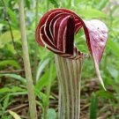 Arisaema Jack In The Pulpit Triphylum Organic Stock Turnip Planting 10 Bare Root Indoor Outdoor Gard