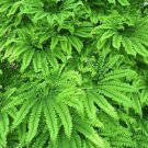 Adiantum Fern Organic Maidenhair Diaphanum Plant Organically Grown 20 Bare Roots Indoor Outdoor Gard