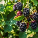 4 Blackberry Big Daddy Fruits Live Plants Four Plant Indoor Outdoor Garden 4 Blackberry Big Daddy Fruits Live Plants Four Plant Indoor Outdoor Garden