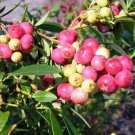 4 Pink Lemonade Blueberry Fruits Live Plants Rabbiteye Four Plant Indoor Outdoor Garden
