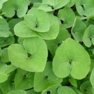 Canadenses Organics Wilds Asarums Gingers Planting Stock 20 Bare Roots Indoor Outdoor Garden