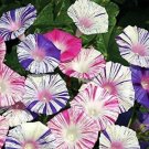 Ipomoea Purpureas Di Venezia Carnevales Stunning Morning Glorys 100 Seeds Indoor Outdoor Garden