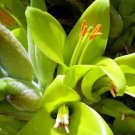 Puya Coarctata Chiliean Chagall Chilensis Gracefuls Evergreen 10 Seeds Indoor Outdoor Garden