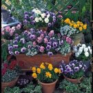 Pansy Mix Nature Landscaping In Cold Hot Temps Stunning Mix Of Colors 30 Seeds Indoor Outdoor Garden Pansy Mix Nature Landscaping In Cold Hot Temps Stunning Mix Of Colors 30 Seeds Indoor Outdoor Garden