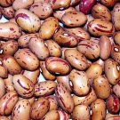 Beans Excellent Sweets Flavor Cranberries Vermont Nutritions Powerhouse 50 Seeds Indoor Outdoor Gard