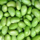 Soybean Deliciously Sweet Flavor With High Nutritional Content Proteins 60 Seeds Indoor Outdoor Gard