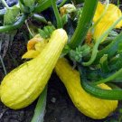 Crookneck Organic Summers Is Known For Its Tastes And Wase Quash Indoor Outdoor Garden