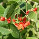 Beans Runners Scarletts Red Flowers Grow Up To A Foot Long Αnd Αre Good 20 Seeds Indoor Outdoor Ga