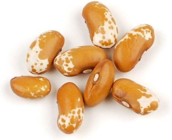 Jacob Bean Cattle Unique Golden Color White Speckled &Icirc;�arkings 50 Seed Indoor Outdoor Garden
