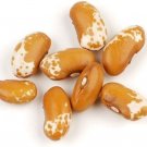 Jacob Bean Cattle Unique Golden Color White Speckled Μarkings 50 Seed Indoor Outdoor Garden