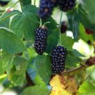 4 Natchez Blackberry Fruits Live Plants Four Plants Indoor Outdoor Garden