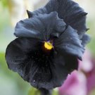 Impressive Pansy Gothic Hybrid Moon Black Produces Neats Compact Plants 25 Seeds Indoor Outdoor Gard