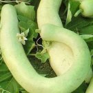 Cucuzzi Squash Italian Veggie Gourds Edible Calabash Suzza Melon Zuccas 15 Seeds Indoor Outdoor Gard