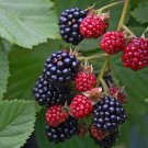 4 Blackberry Live Plants Triple Crown Fruits Four Plant Indoor Outdoor Garden