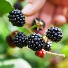 4 Blackberry Sweetiepie Live Plants Great Fruits Four Plant Indoor Outdoor Garden 4 Blackberry Sweetiepie Live Plants Great Fruits Four Plant Indoor Outdoor Garden