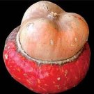 Turban Red Rare Mini Gourd Delightful Wacky Array Shapes Colors Sizes 15 Seeds Indoor Outdoor Garden Turban Red Rare Mini Gourd Delightful Wacky Array Shapes Colors Sizes 15 Seeds Indoor Outdoor Garden