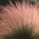 Muhlenbergia Pink Mexican Ornamental Grass Attractive Seed Fronds Satin 50 Seeds Indoor Outdoor Gard