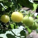 Tomatos White Snows Sweets Cherries Also Knowing As Grape Tomatoes 35 Seeds Indoor Outdoor Garden