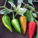 Pepper Capsaicinoids Hot Rares Fish Fruits And Ornamental 15 Seeds Indoor Outdoor Garden
