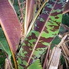 Musa Banana Blood Zebrina Exotic Tender Evergreen Out 10 Seed Indoor Outdoor Garden
