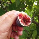 4 Black Mission Fig Trees Fuits Plants Four Live Plant Indoor Outdoor Garden