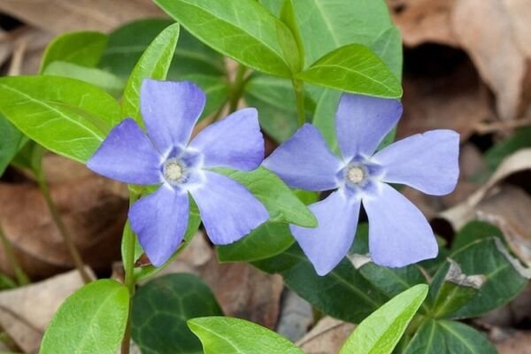 Trailing Viny Subshrub Form Large Clonal Colonies 2400 Vinca Minor Ground Cover Indoor Outdoor Garde