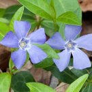 Trailing Viny Subshrub Form Large Clonal Colonies 2400 Vinca Minor Ground Cover Indoor Outdoor Garde