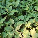 Buxaceae It Is An Evergreen Subshrub 12 Spurge Pachysandra Alleghenys Procumbens Indoor Outdoor Gard