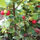 4 Cherry Barbados Fruit Trees Live Plants Four Plant Indoor Outdoor Garden 4 Cherry Barbados Fruit Trees Live Plants Four Plant Indoor Outdoor Garden