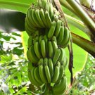 4 Dwarf Cavendish Banana Fruits Live Plants Four Plants Indoor Outdoor Garden