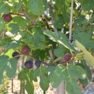 4 Chicago Fruit Fig Trees Live Plants Includes Four Plant Indoor Outdoor Garden 4 Chicago Fruit Fig Trees Live Plants Includes Four Plant Indoor Outdoor Garden