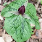 Sessile Wildflower Single Foul Smelling Stalkless 5 Trillium Toadshade Indoor Outdoor Garden