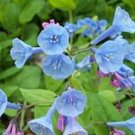 Mertensia Virginica Beautiful Flower Last All Month Long 100 Virginia Blue Bells Indoor Outdoor Gard