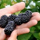 4 Primeark Freedom Live Blackberry Four Plants Fruit (4) Plants Indoor Outdoor Garden