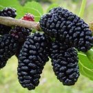 4 Everbearing Dwarf Mulberry Live Fruit Plants (4) Four Plant Indoor Outdoor Garden