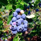 4 Emerald Blueberry Fruit Live Plants Southern Highbush (4) Four Plants Indoor Outdoor Garden