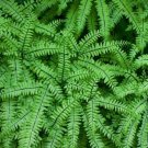 Adiantum Fern Maidenhair Vittarioideae Subfamily Of Family Pteridaceaes 30 Bulbs Indoor Outdoor Gard