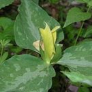 Trillium Yellow Wakerobin Wildflower Luteum Lemon Scented Flower 12 Root Systems Indoor Outdoor Gard