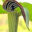 Arisaema Triphyllum Grandiflorum Wildflower Package 12 Jack In The Pulpits Bulbs Indoor Outdoor Gard