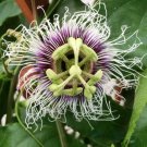 4 Possum Purple Live Plant Passion Fruit Four (4) Plants Flower Indoor Outdoor Garden 4 Possum Purple Live Plant Passion Fruit Four (4) Plants Flower Indoor Outdoor Garden