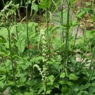 Cimicifuga Racemosa Ranunculaceae Cohosh Woodlands Black Mature 24 Roots Systems Indoor Outdoor Gard